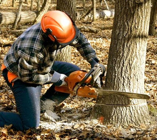Tree Removal in Cougar, WA